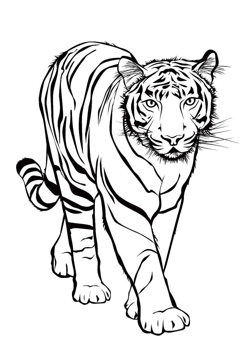 Coloring Tiger. Category Wild animals. Tags:  The tiger.