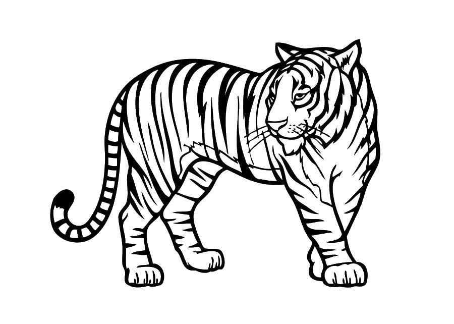 «Тигр рисунок для детей» скачать раскраски