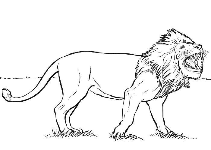 Coloring The king of beasts. Category Wild animals. Tags:  Animals, lion.