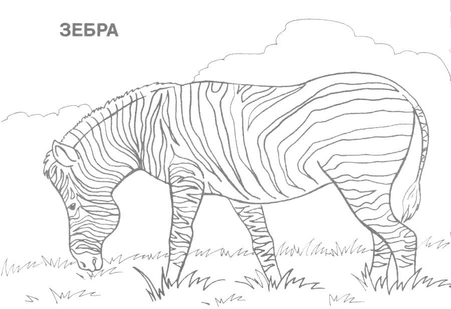 Название: Раскраска Зебра. Категория: Дикие животные. Теги: Животные, зебра.