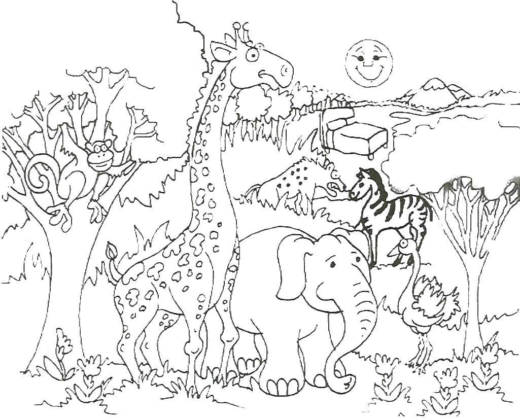 Coloring Animals. Category Wild animals. Tags:  animals.
