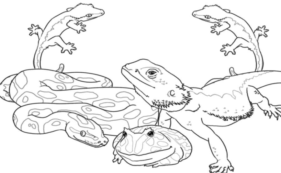 Coloring Snake, frog and iguana. Category reptiles. Tags:  Reptile, frog, snake, iguana.
