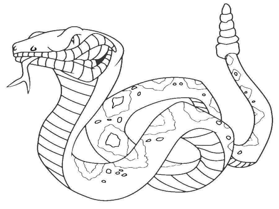 Название: Раскраска Змея трещотка. Категория: рептилии. Теги: Рептилия, змея.