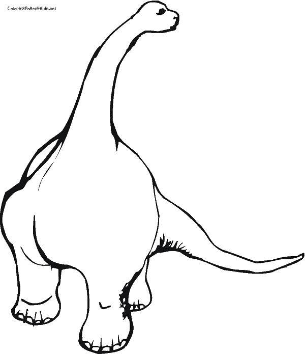 Розмальовки  Гігантський бронтозавр. Завантажити розмальовку Динозаври, бронтозавр.  Роздрукувати ,динозавр,