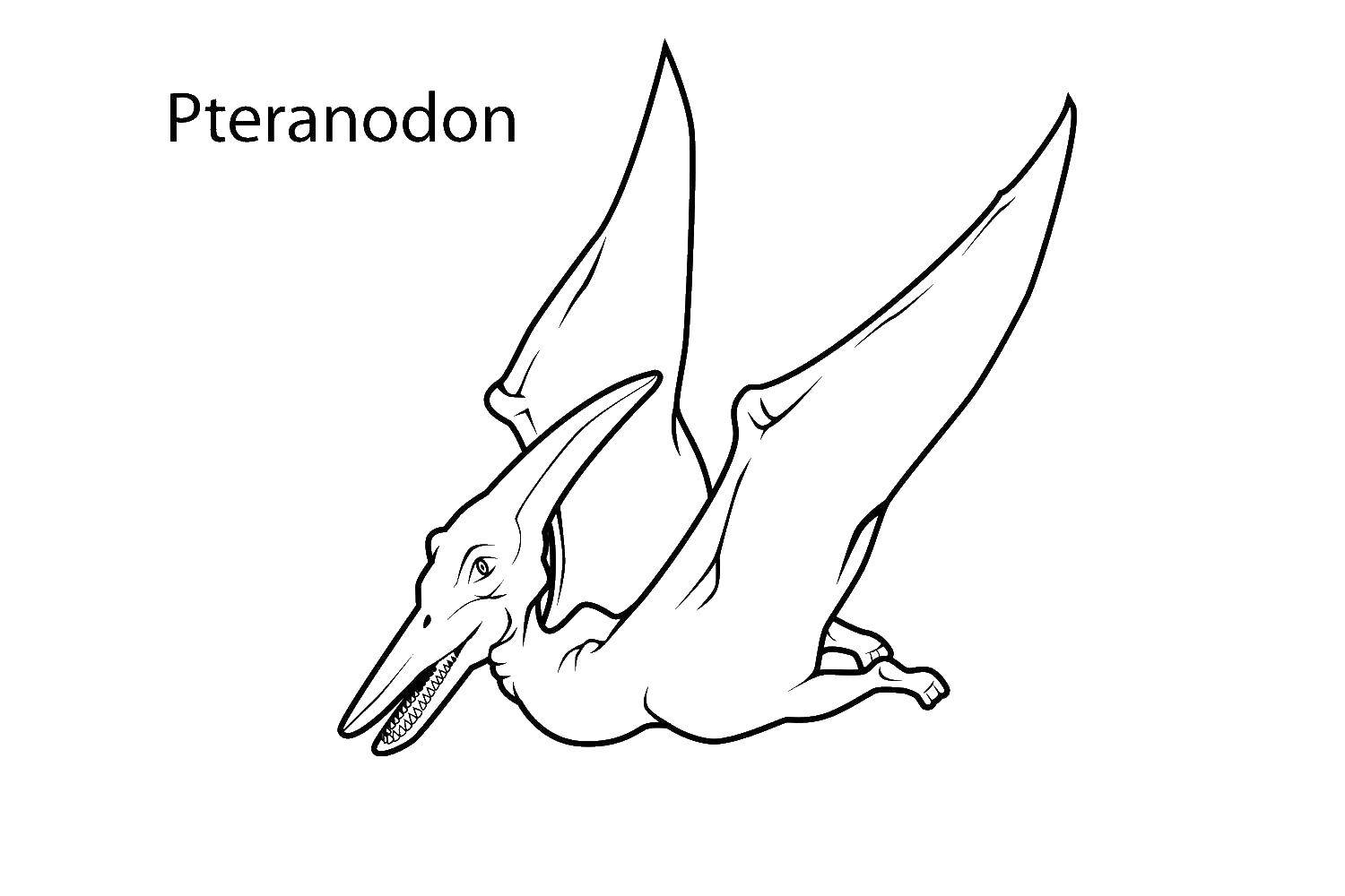 Название: Раскраска Птеранодон. Категория: динозавр. Теги: Динозавры.
