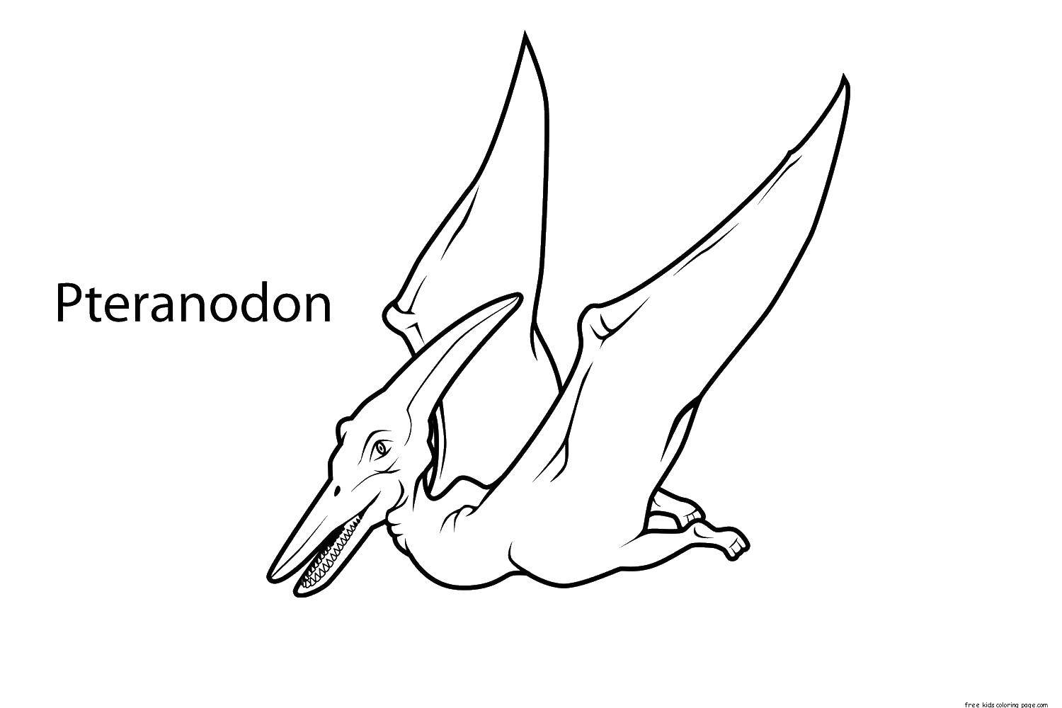 Coloring Pteranodon. Category dinosaur. Tags:  Dinosaurs.
