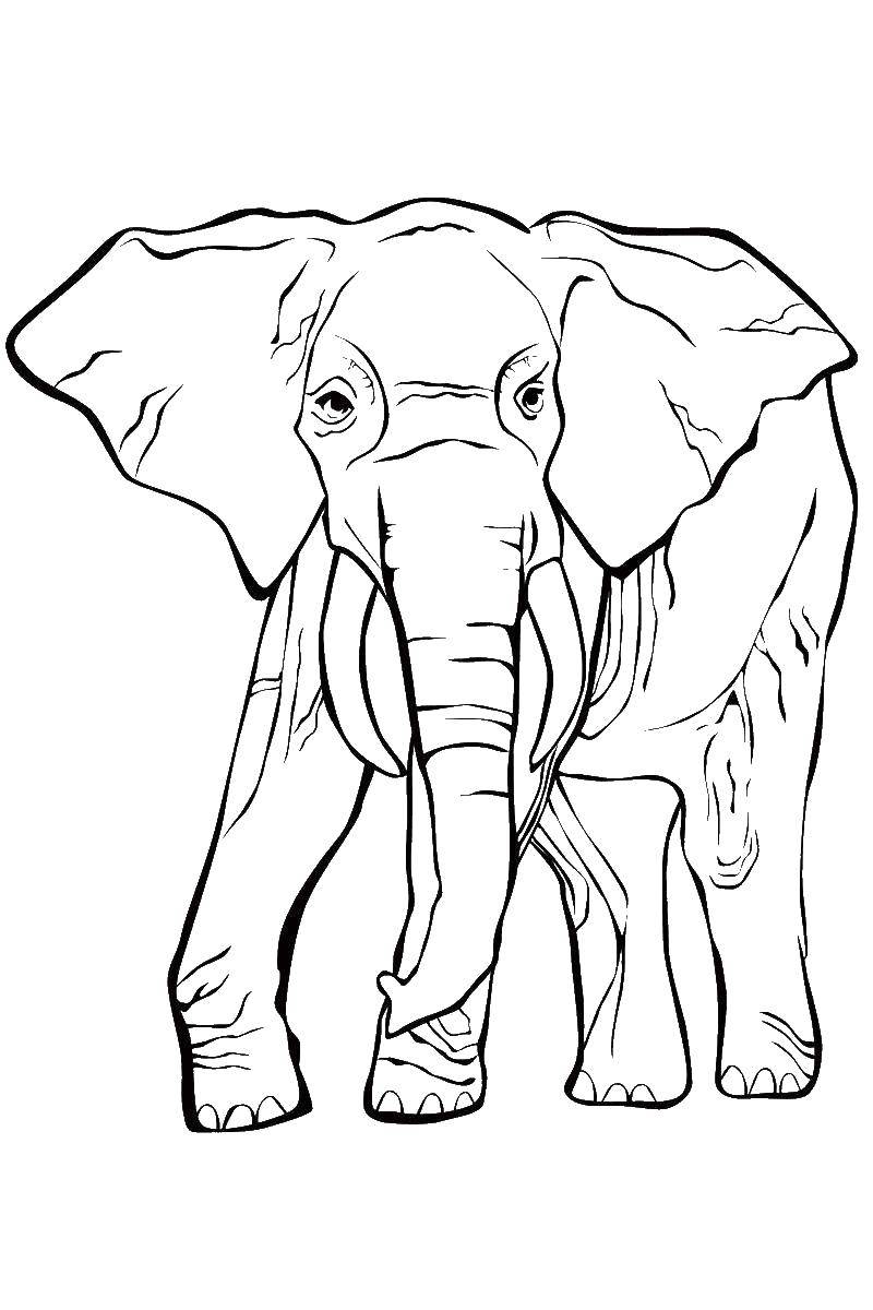 Название: Раскраска Величественный слон. Категория: Дикие животные. Теги: Животные, слон.