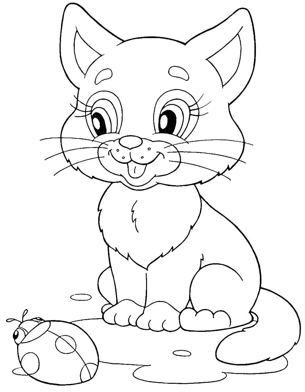 Розмальовки  Кошеня грає з сонечком. Завантажити розмальовку кіт, кішка.  Роздрукувати ,Тварини,