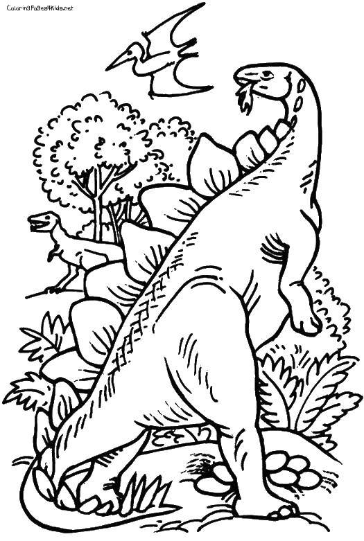 Название: Раскраска Травоядный диноозавр. Категория: динозавр. Теги: Динозавры.