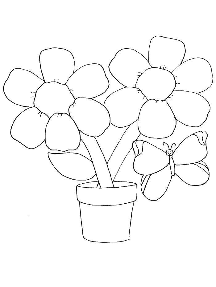 Coloring Daisy. Category coloring for little ones. Tags:  flowers, children.