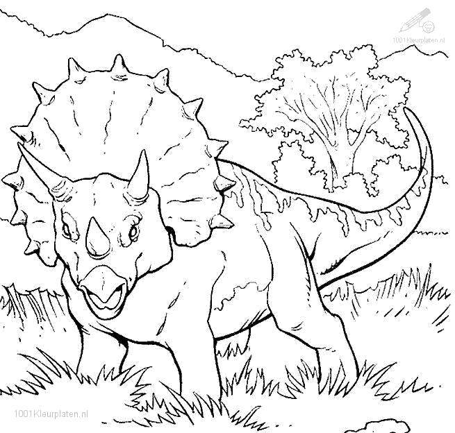 Coloring Triceratops. Category dinosaur. Tags:  Dinosaurs.