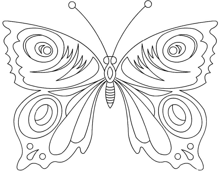 Coloring Butterfly. Category Animals. Tags:  butterfly.