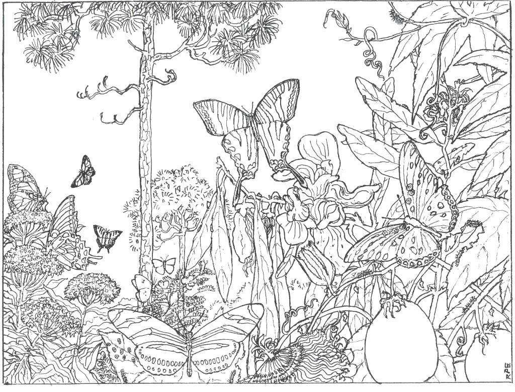 Название: Раскраска Лесная жизнь кипит. Категория: бабочка. Теги: Бабочка, крыло.