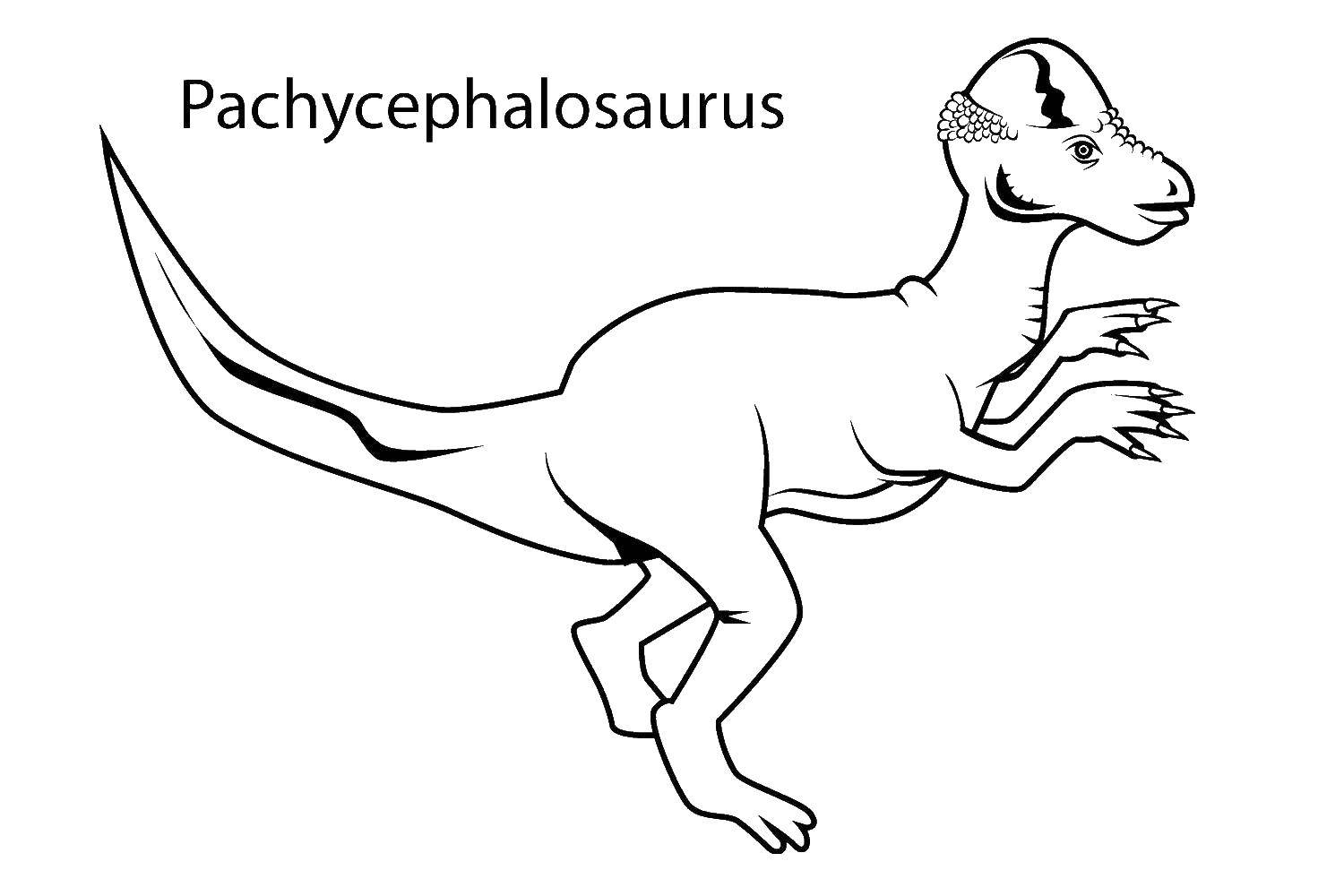 Coloring Pachycephalosaurus. Category dinosaur. Tags:  Dinosaurs.