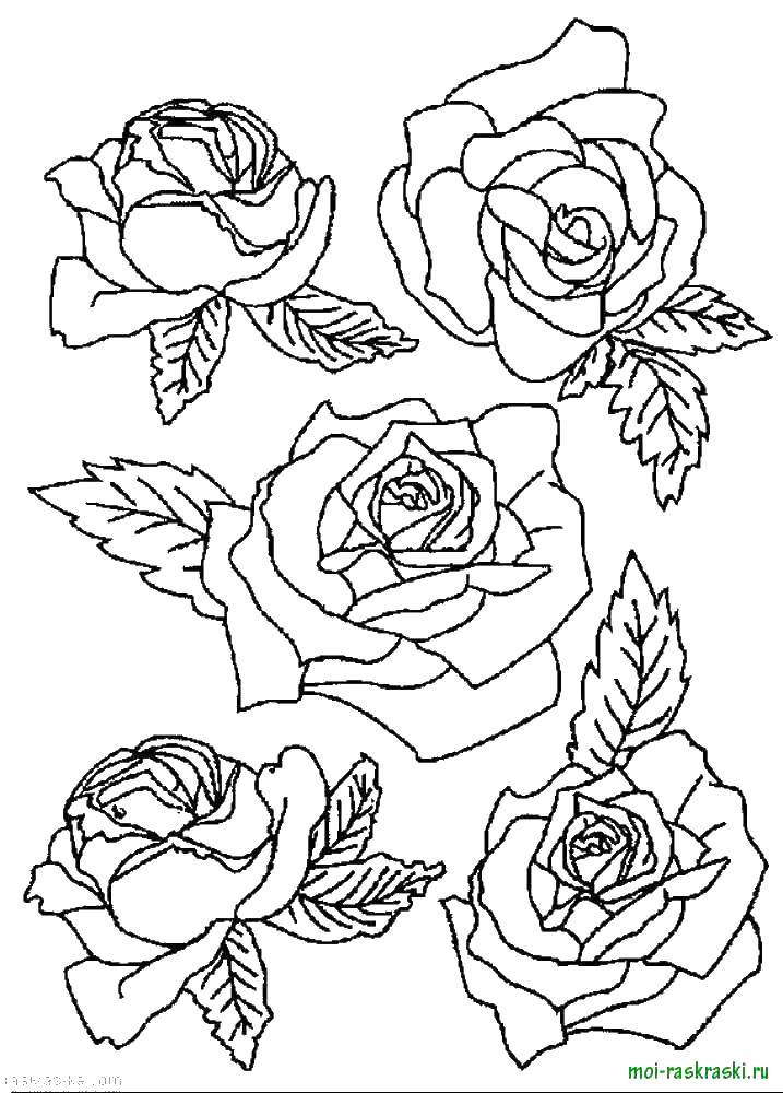 Название: Раскраска Розы. Категория: цветы. Теги: Роза.