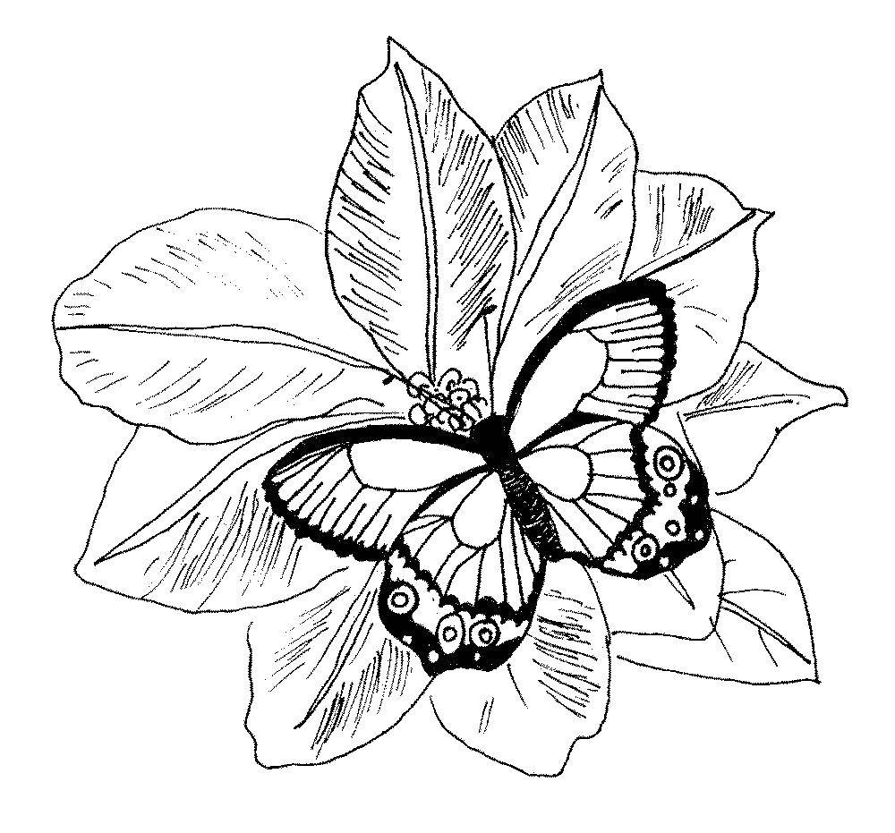 Название: Раскраска Бабочка на листьях. Категория: бабочка. Теги: Бабочка, цветы.