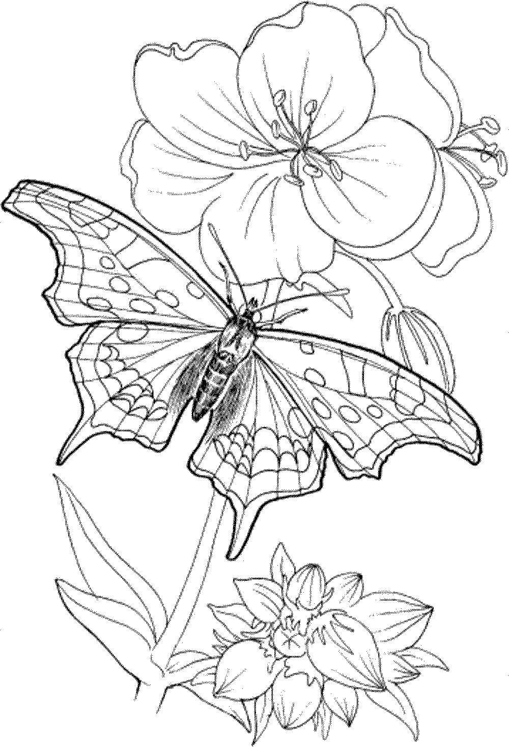 Coloring Butterfly on flowers. Category butterfly. Tags:  Butterfly, flowers.