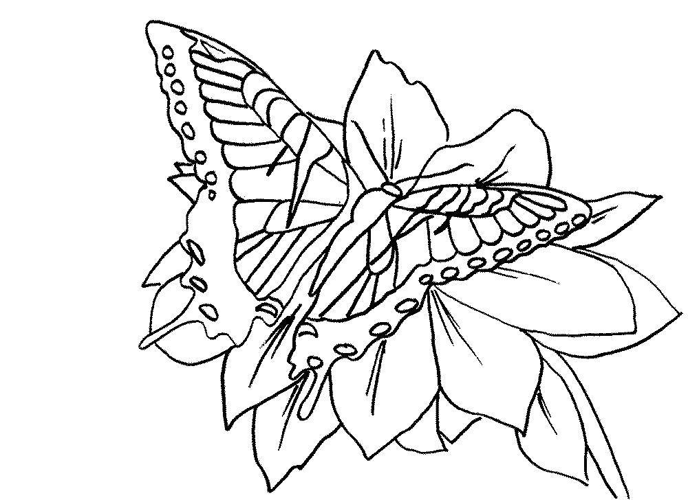 Название: Раскраска Бабочка на цветочках. Категория: бабочка. Теги: Бабочка, цветы.