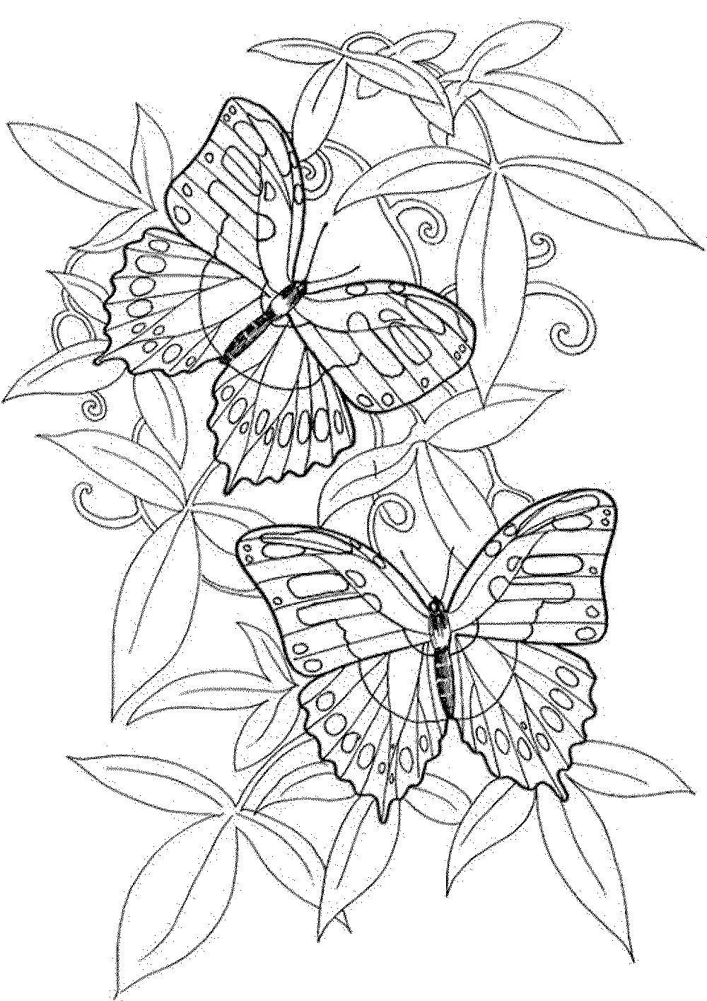 Coloring Butterfly in flowers. Category butterflies. Tags:  Butterfly, flowers.