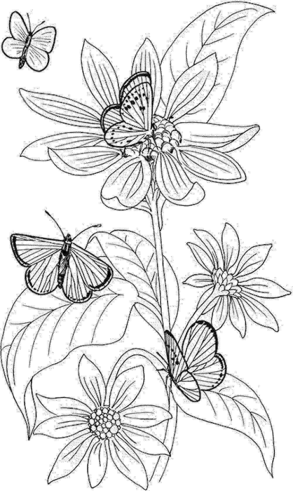 Название: Раскраска Бабочки на цветочках. Категория: бабочки. Теги: Бабочка, цветы.