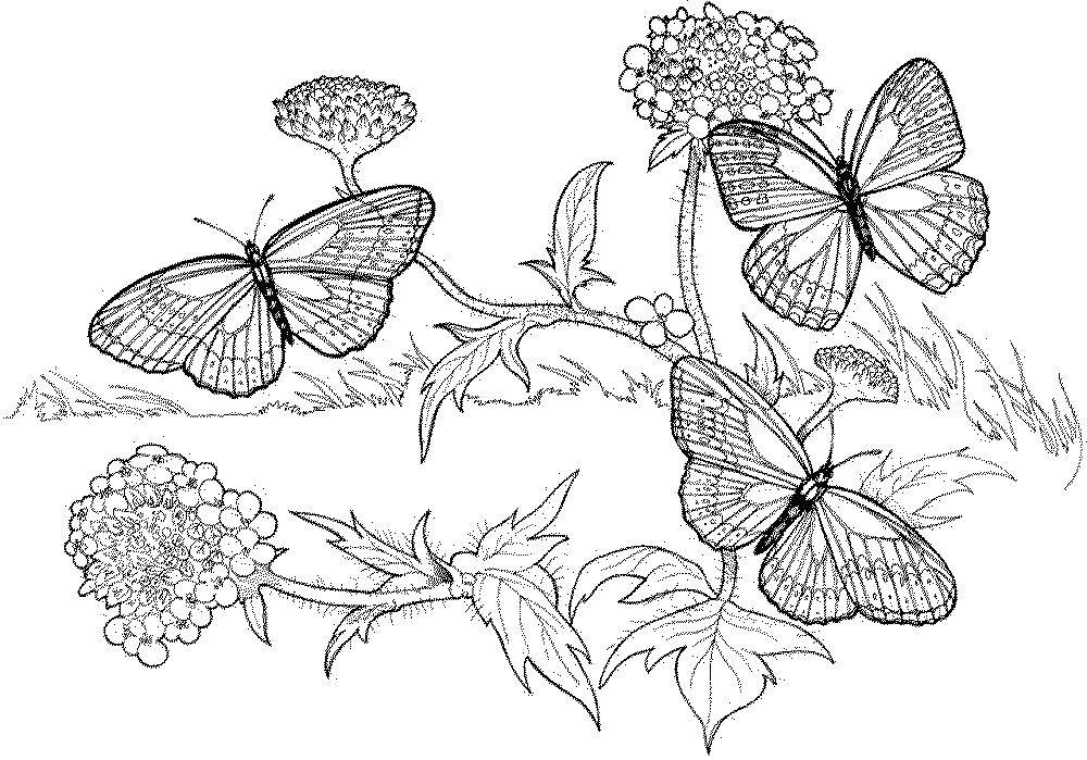 Детский рисунок - цветы и бабочки