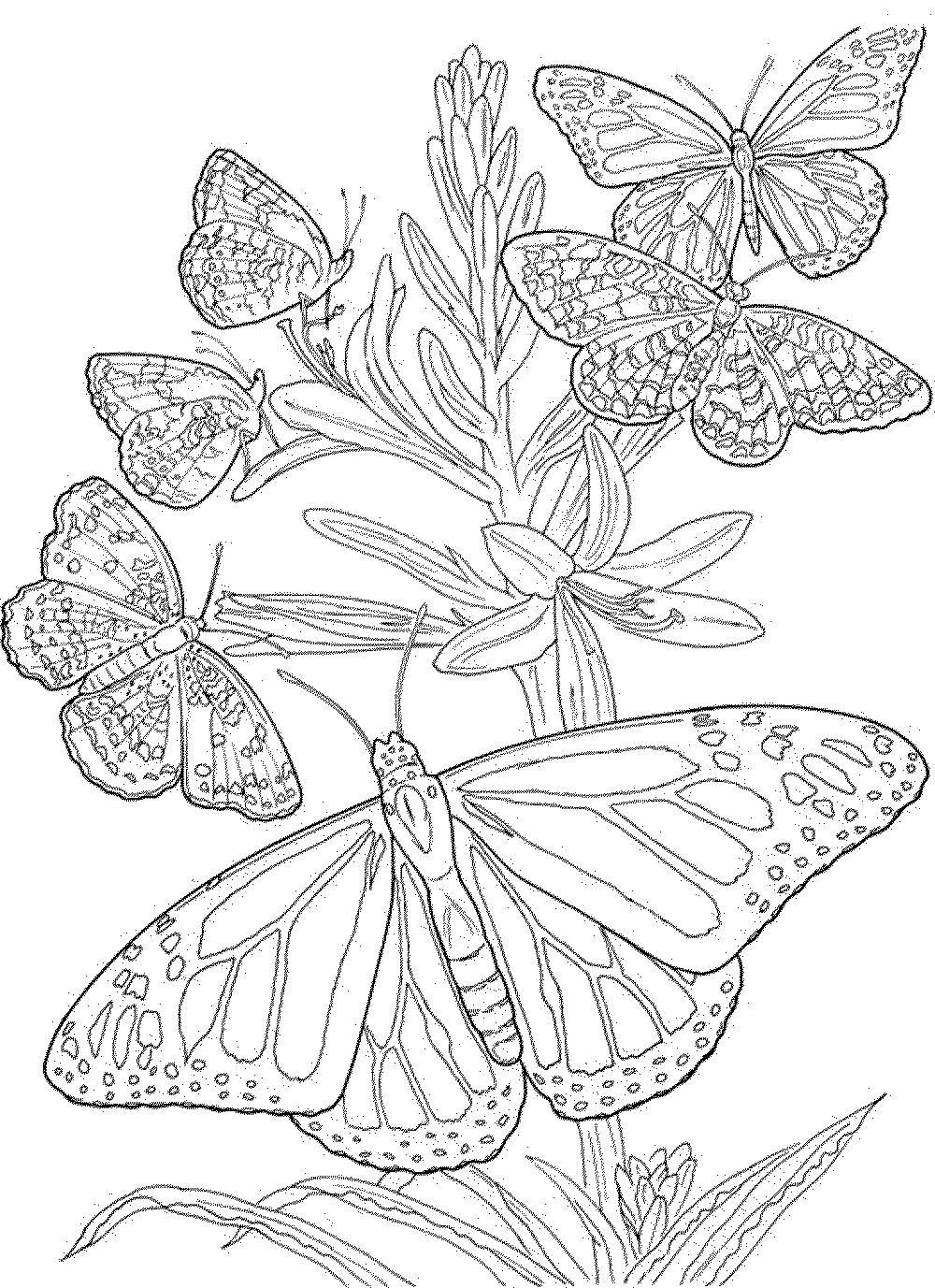 Coloring Many butterflies among the flowers. Category butterflies. Tags:  Butterfly, flowers.