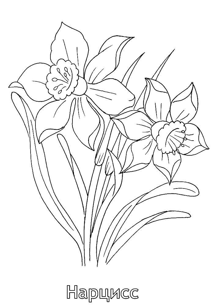 Coloring Daffodils. Category flowers. Tags:  , Narcissus, flowers.