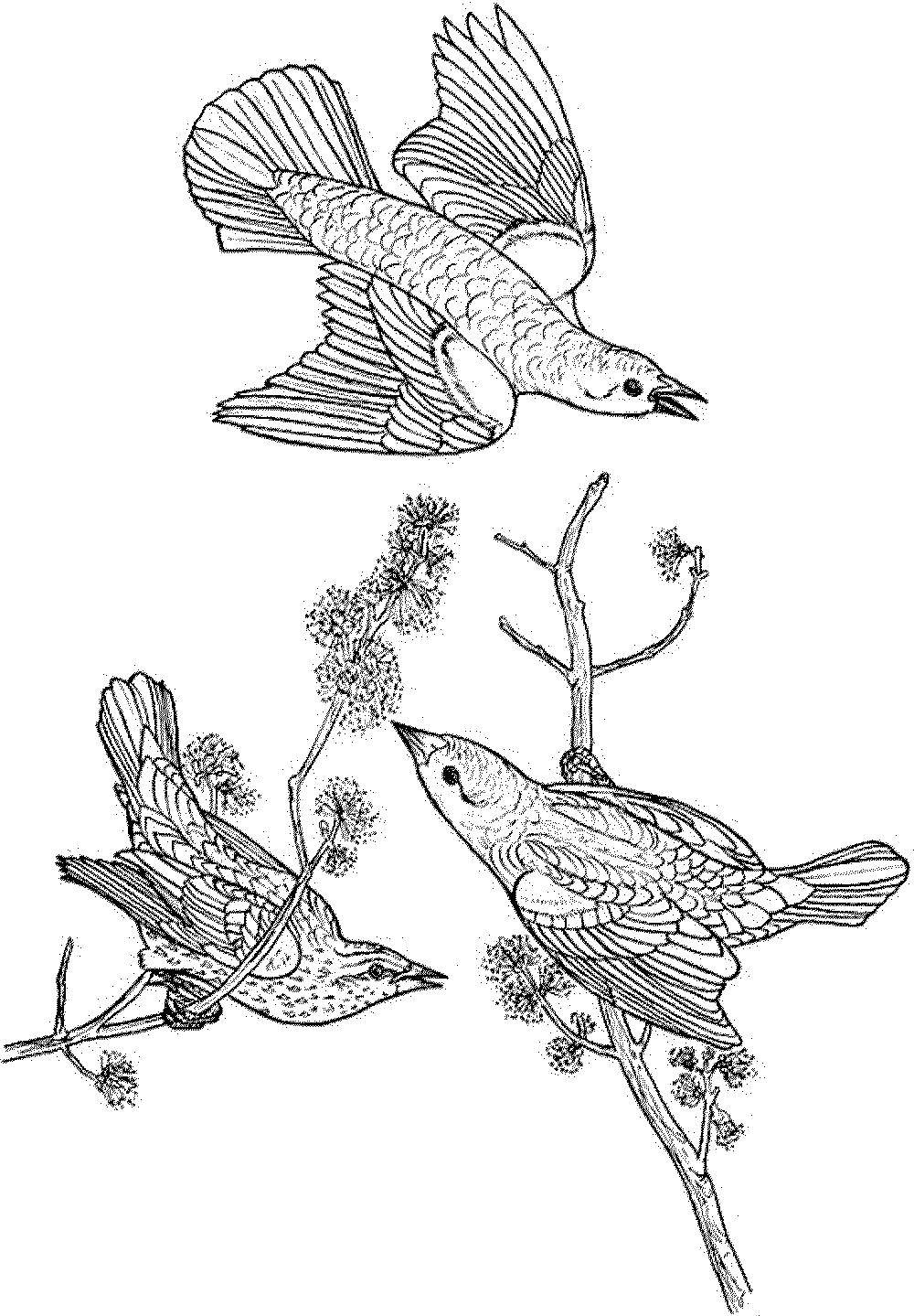 Coloring Birdies on a branch. Category birds. Tags:  Birds.