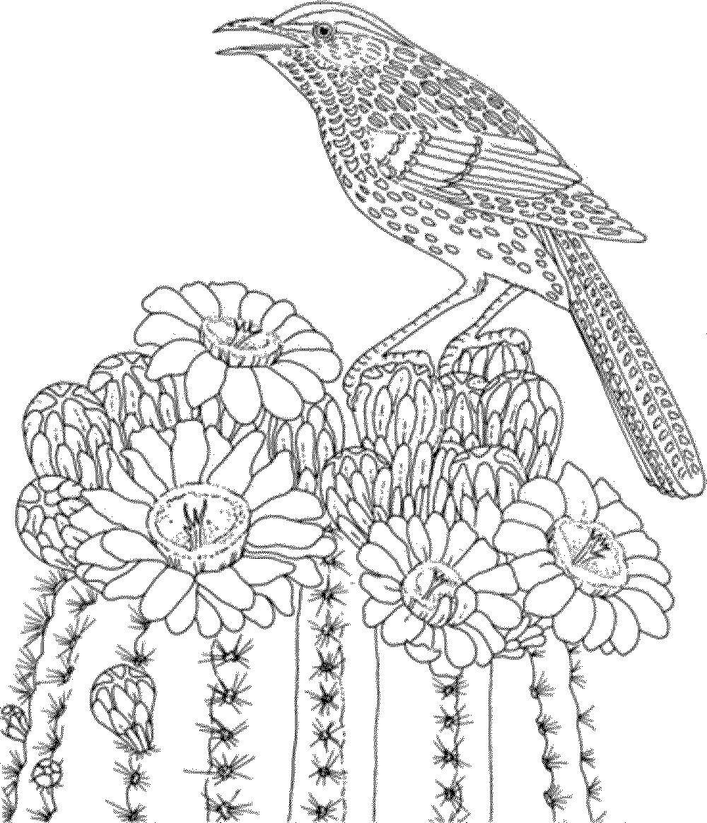Название: Раскраска Птица на пустынном кактусе. Категория: птицы. Теги: Птицы.