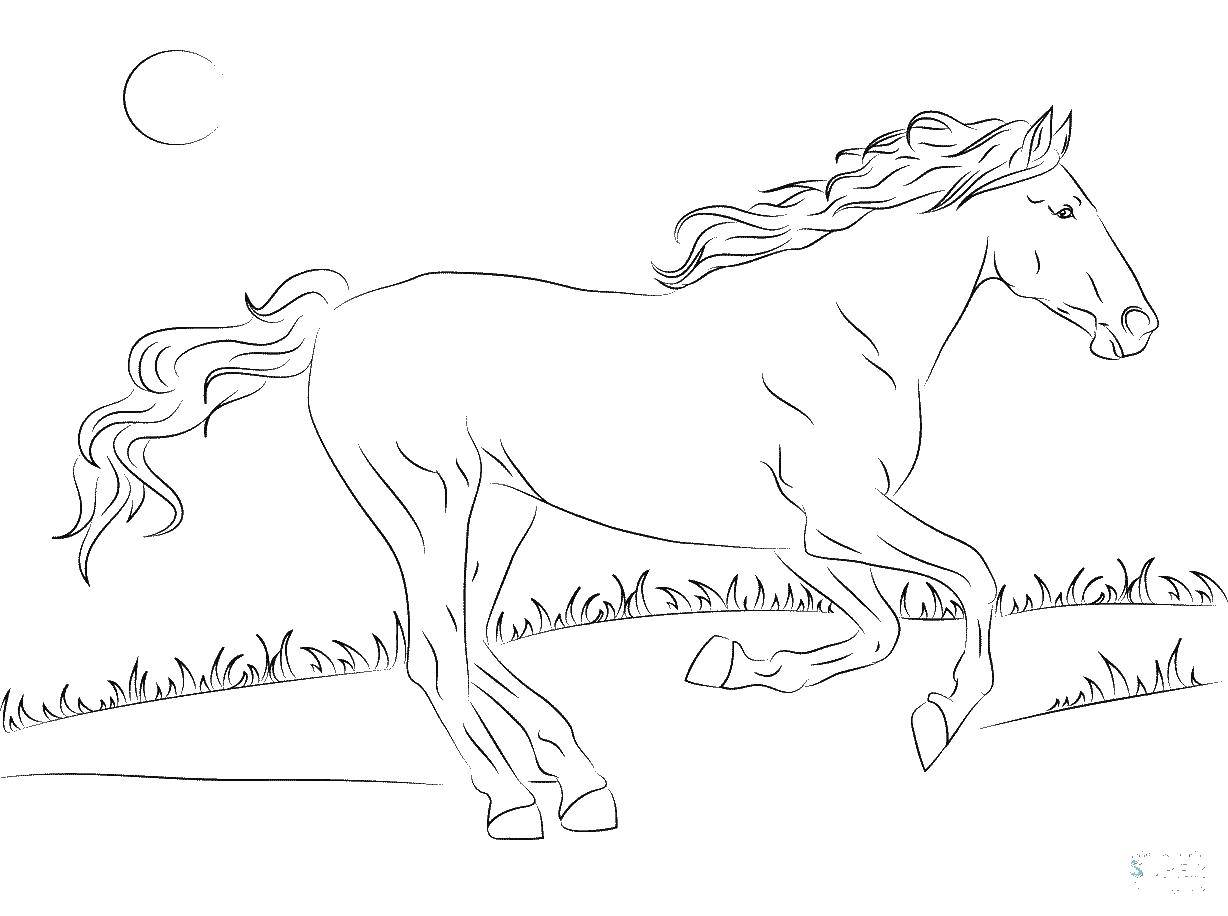 Название: Раскраска Вольная лошадь. Категория: Животные. Теги: Животные, лошадь.