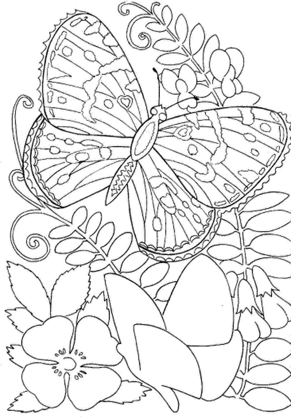 Название: Раскраска Бабочка в цветах. Категория: бабочка. Теги: Бабочка, цветы.