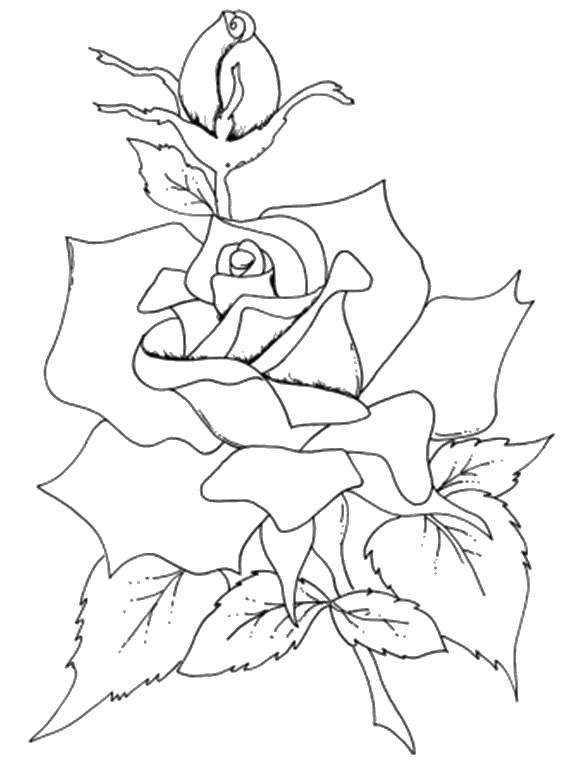 Coloring Elegant roses. Category flowers. Tags:  Flowers, roses.
