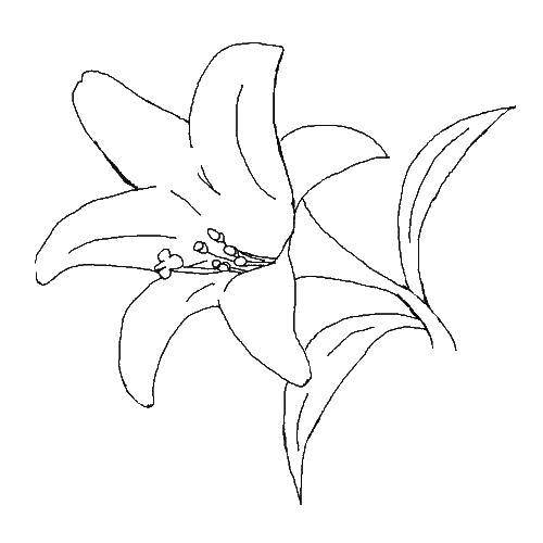 Название: Раскраска Лилия. Категория: цветы. Теги: Цветы, лилия.