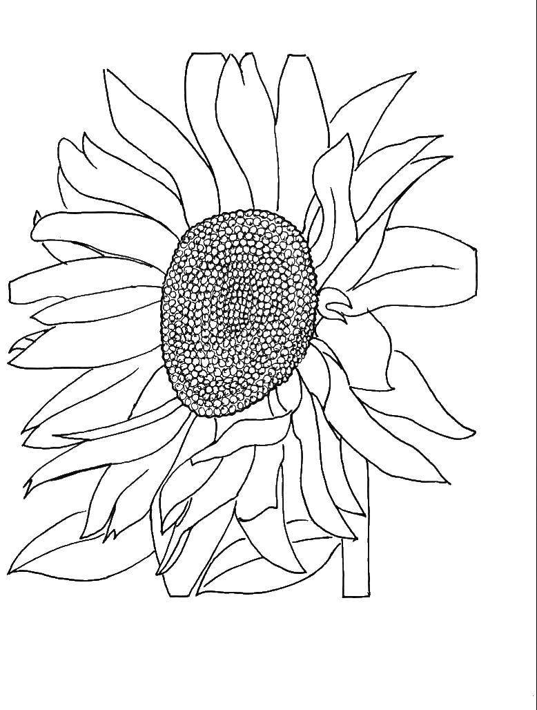 Название: Раскраска Подсолнух любит солнце. Категория: цветы. Теги: Цветы, подсолнух.