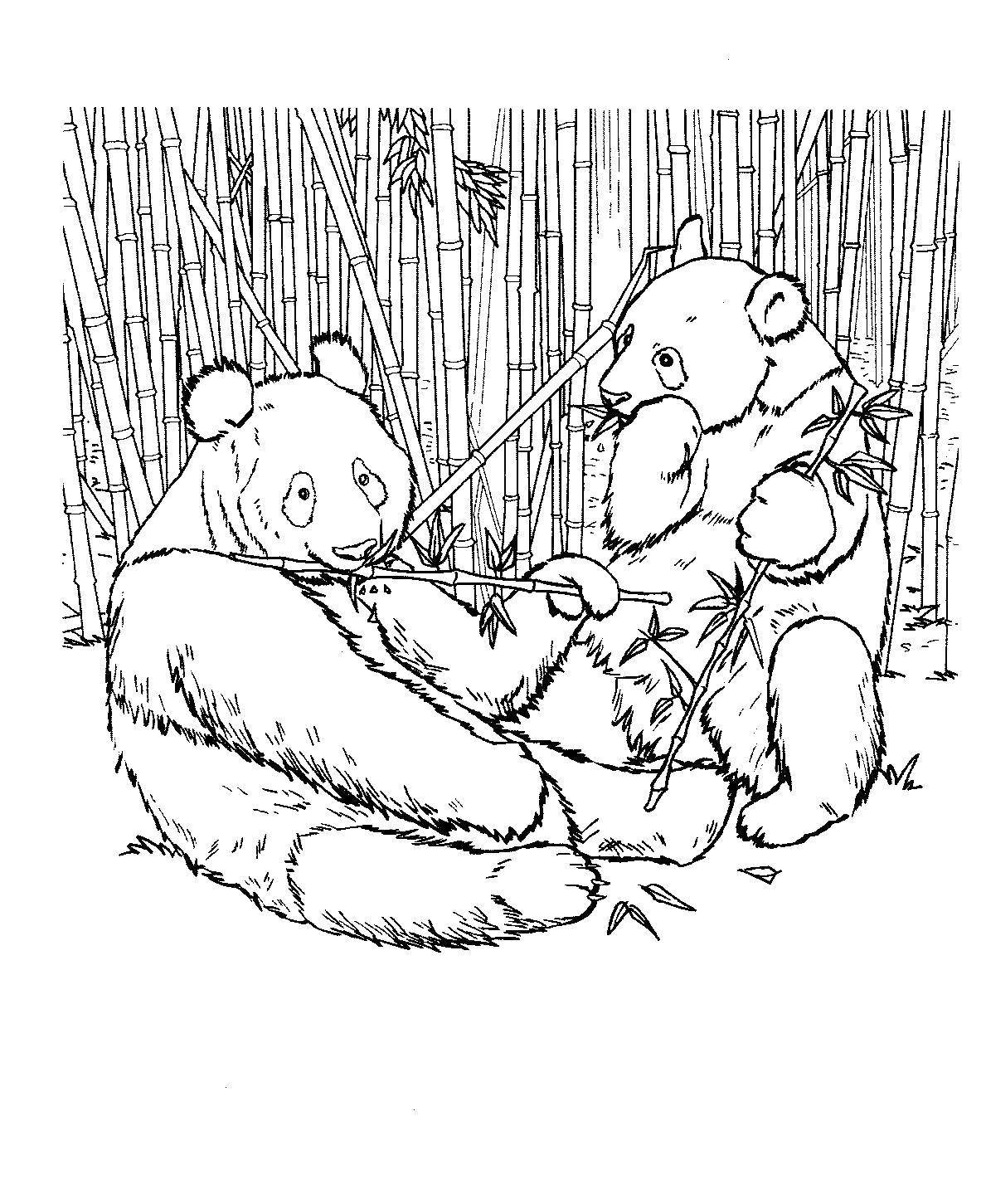 Опис: розмальовки  Панди їдять бамбук. Категорія: Тварини. Теги:  Тварини, панда.