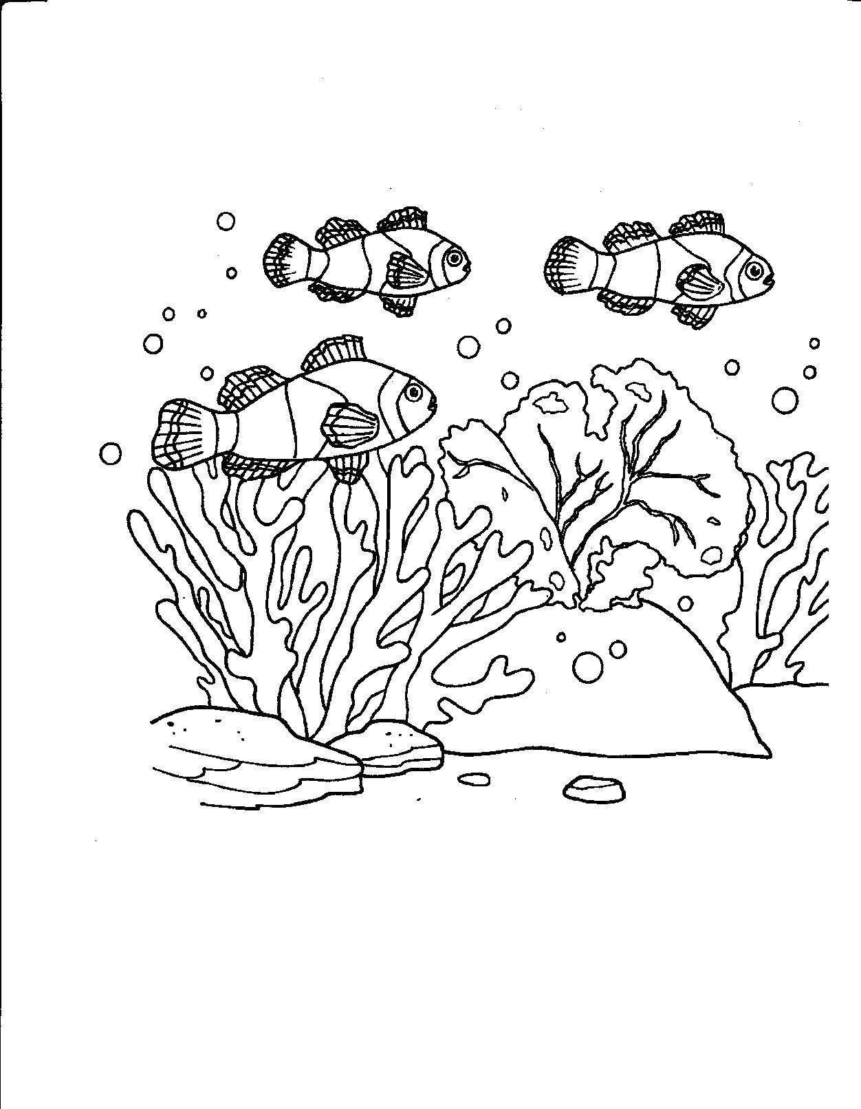 Coloring Clown fish. Category Marine animals. Tags:  Underwater world, fish.