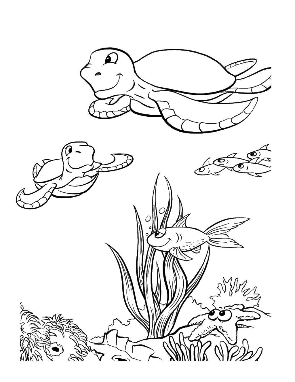 Coloring Happy sea turtles. Category Marine animals. Tags:  Reptile, turtle.