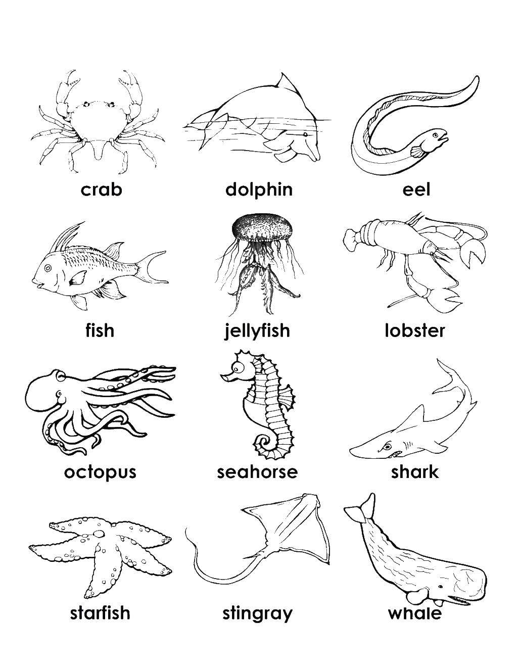 Coloring Animals in English. Category English. Tags:  English, animals.