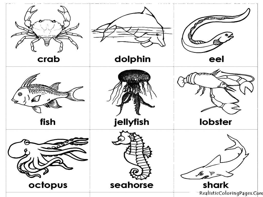 Название: Раскраска Животные на английском. Категория: Морские животные. Теги: Английский, животные.
