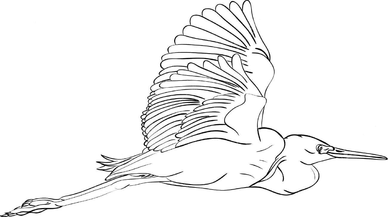 Coloring Ayst in flight. Category The contours for cutting out the birds. Tags:  the ayst.