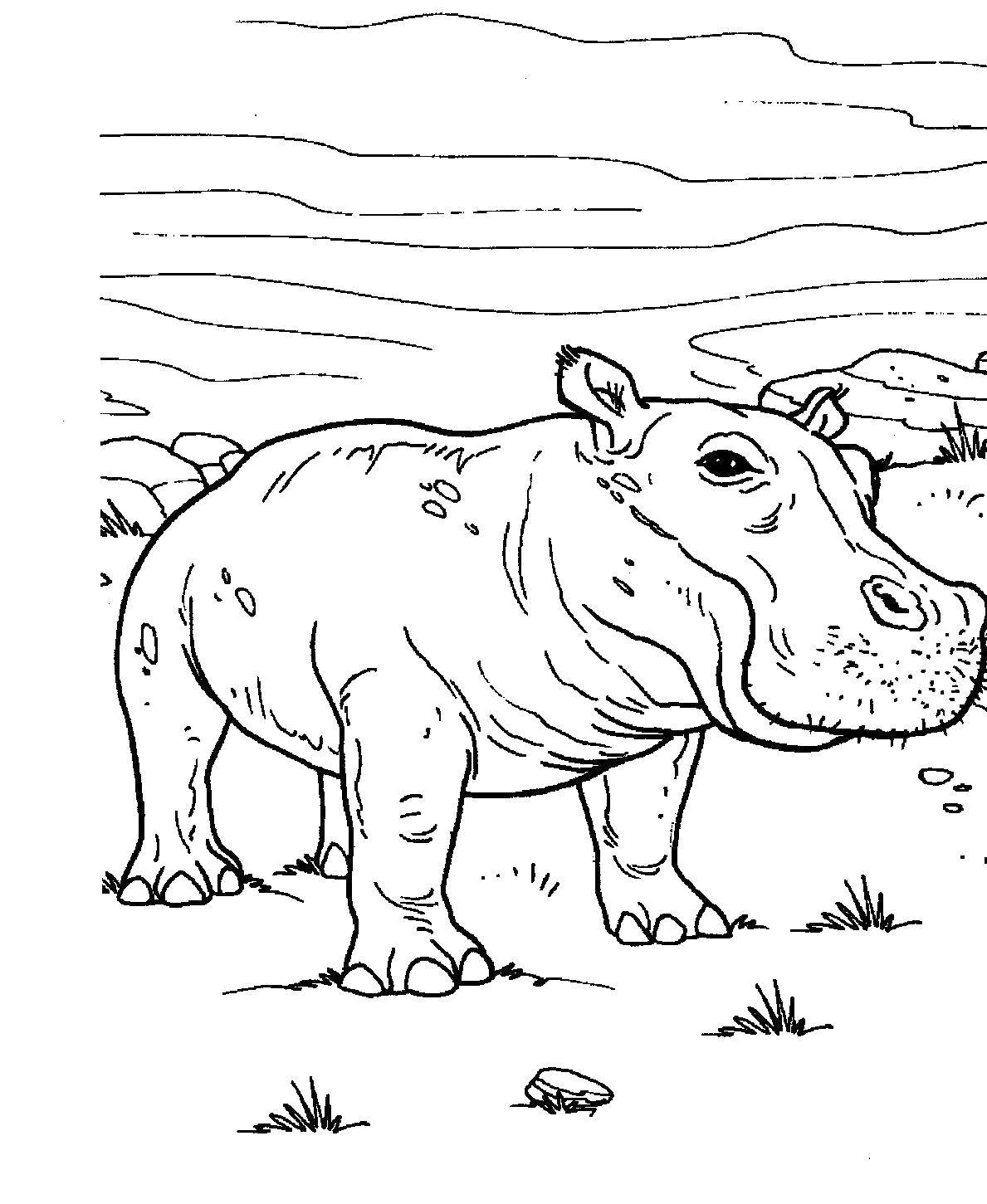 Coloring Hippo. Category Animals. Tags:  Animals, Hippo.