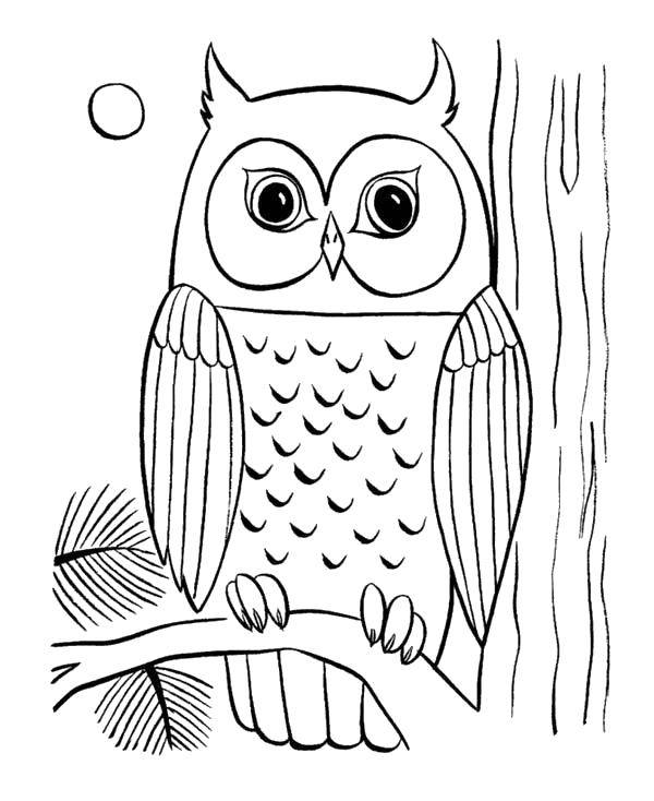 Coloring Forest owl. Category birds. Tags:  Birds, owl.