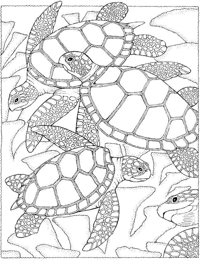 Coloring Sea turtles. Category Marine animals. Tags:  Reptile, turtle.
