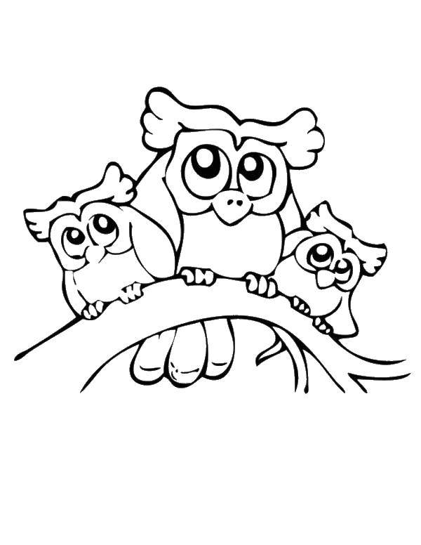 Coloring Sovushka on the branch. Category birds. Tags:  Birds, owl.