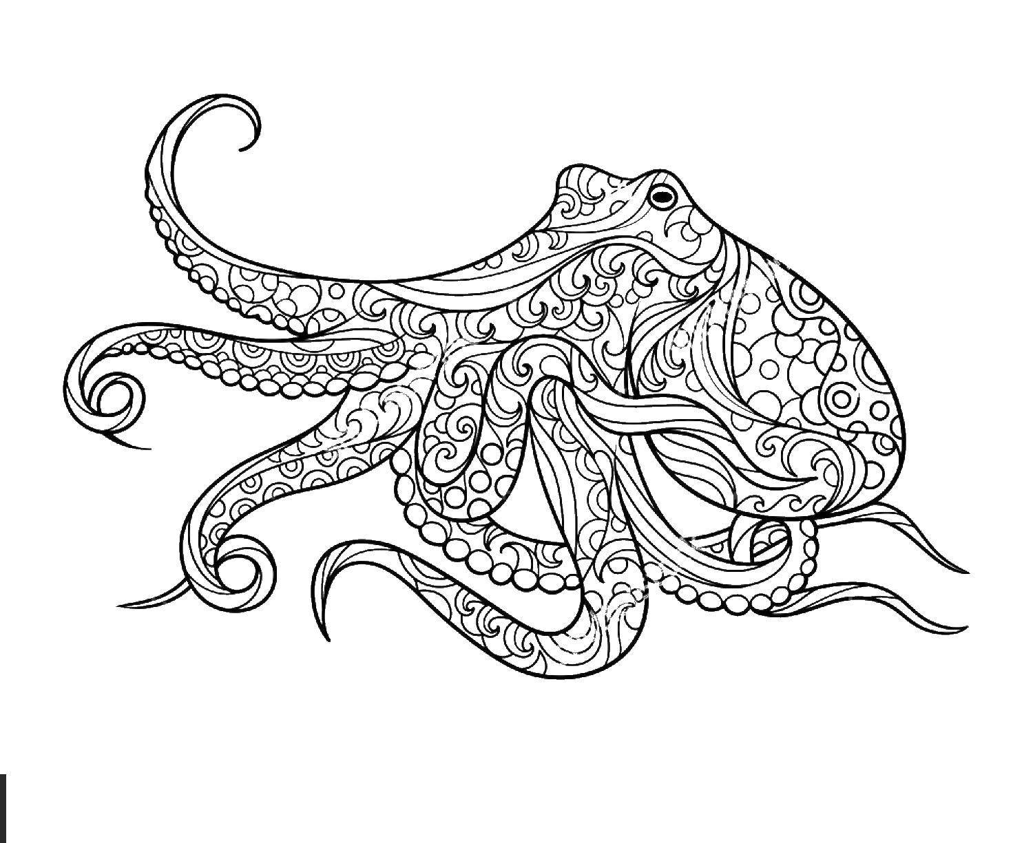 Название: Раскраска Узорный осьминог. Категория: Морские животные. Теги: Подводный мир, осьминог.