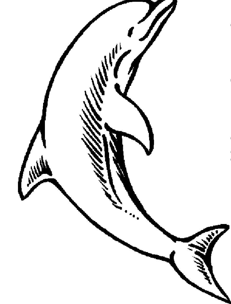 Название: Раскраска Дельфинчик. Категория: Морские животные. Теги: Подводный мир, дельфин.