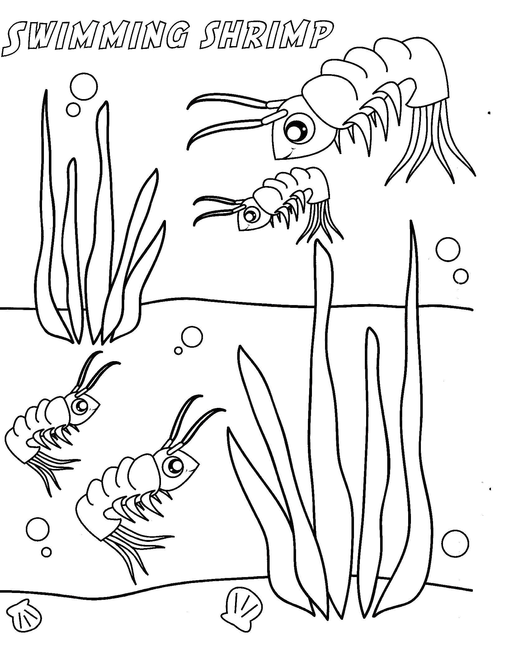 Coloring Shrimp. Category Marine animals. Tags:  Underwater world, shrimp.