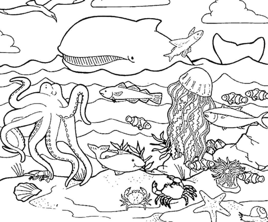 Название: Раскраска Множество морских жителей. Категория: Морские животные. Теги: Подводный мир.