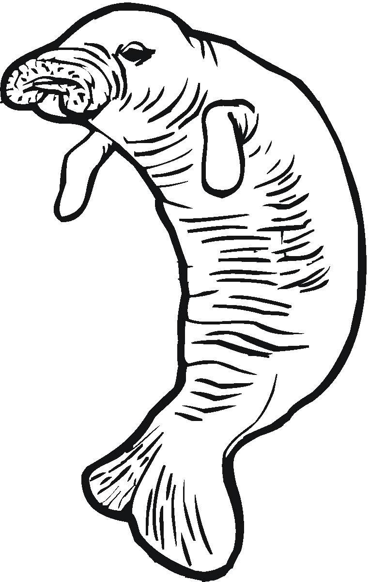 Название: Раскраска Морской лев. Категория: Морские животные. Теги: Подводный мир, морской лев.