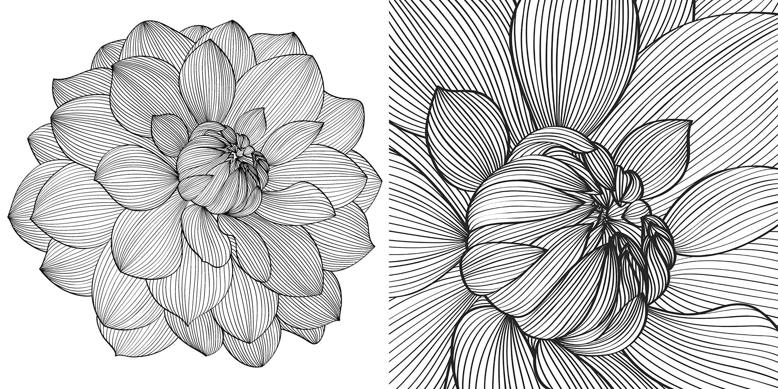 Графика для печати а4. Цветы для рисования карандашом. Крупные цветы карандашом. Эскиз цветов карандашом. Цветы в графике карандашом.